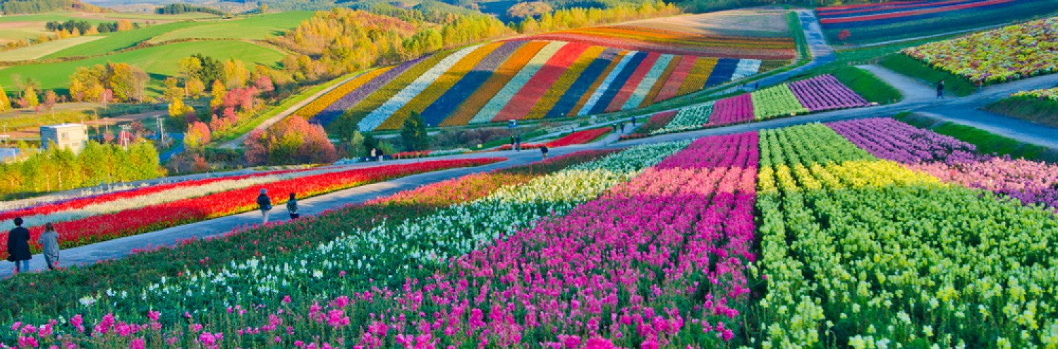 Flowers in Japan: Where You Can See Flowers at Any Season