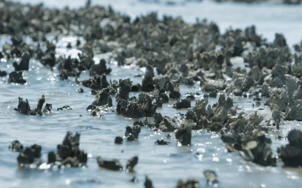 The Beautiful Texel - A Complete Guide
