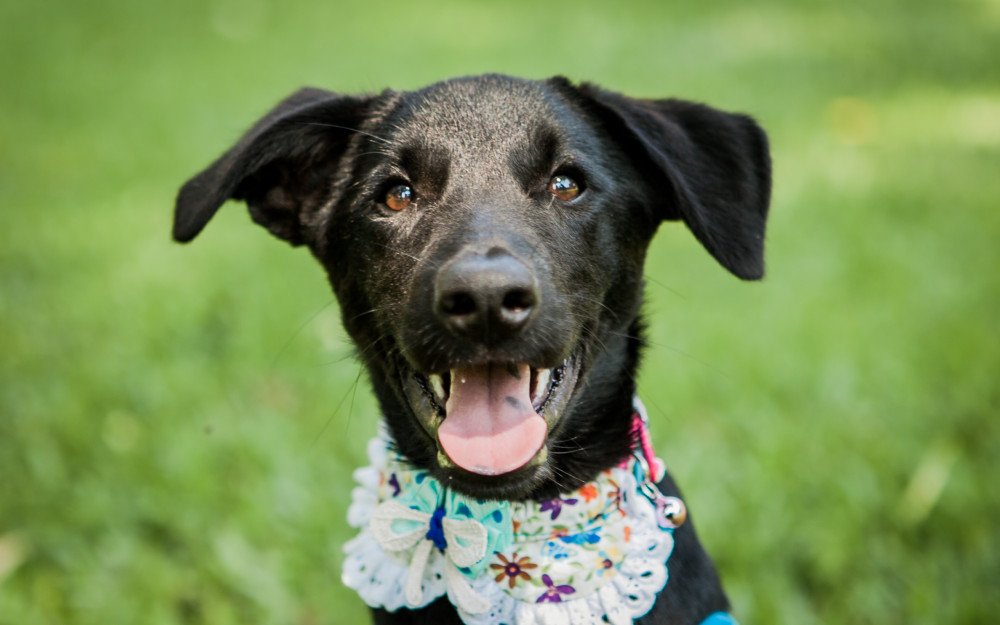 Adopt-A-Pet: Eve's Dog Adoption Taiwan